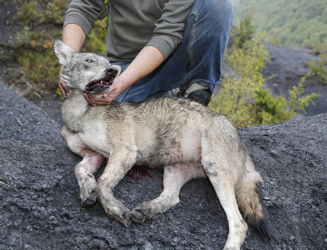 loup rencontre dog